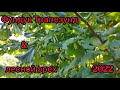 Выращивание Фундука Трапезунд и лесного ореха в Одессе .