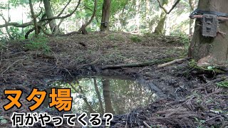 何が映る？ 新しく見つけたヌタ場に自動撮影カメラを仕掛けてみた 【トレイルカメラ】