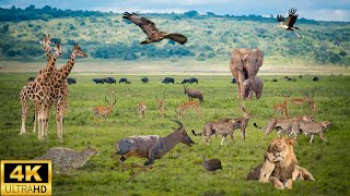 4K African Wildlife: Aberdare National Park, Kenya - Scenic Wildlife Film With Real Sounds #3