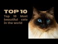 Discover the Top 10 Most Beautiful Cats in the World | Stunning Feline Breeds