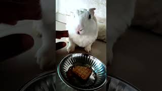 kittu #rabbit #automobile #lifeisbutadream