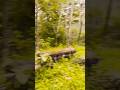 KASH MAIN#shorts #video #like