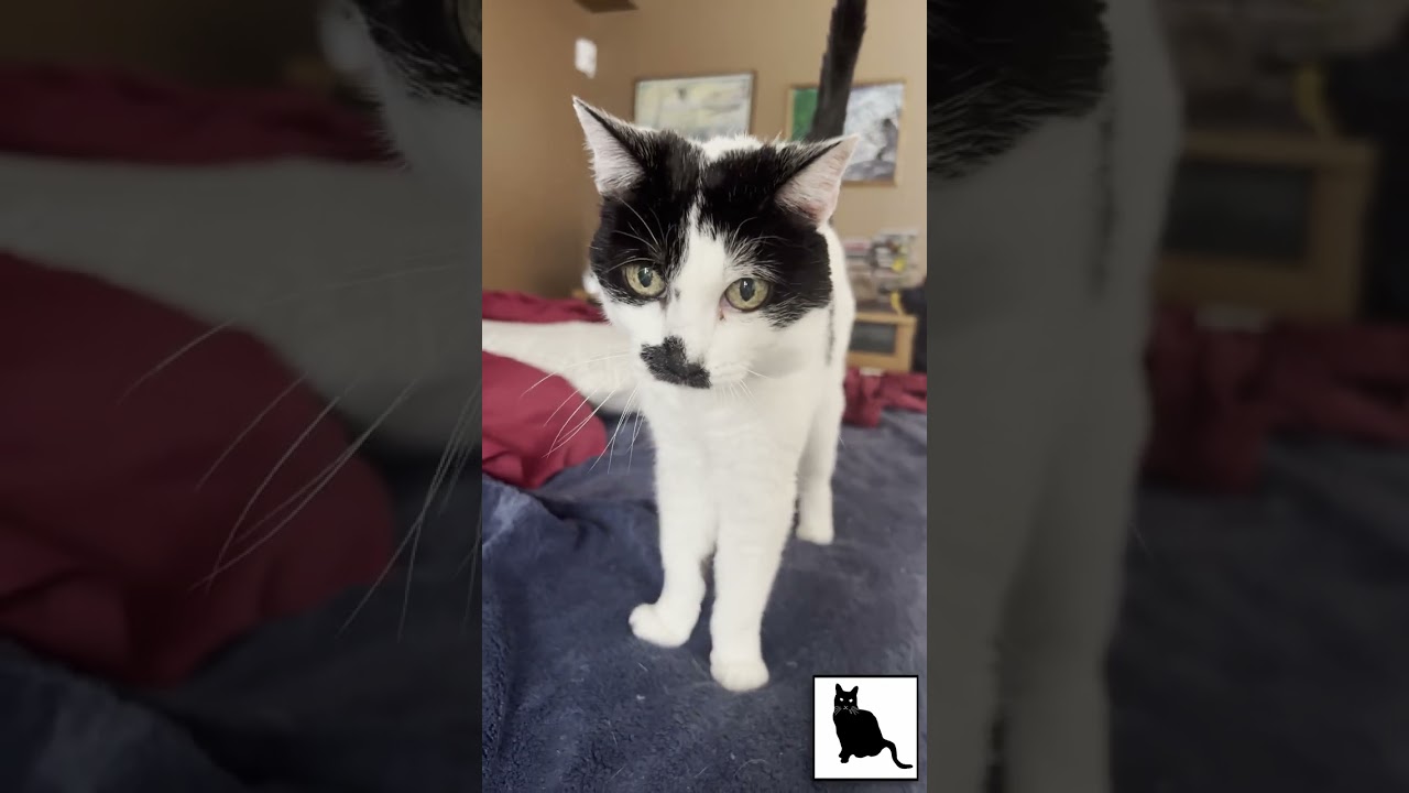 MEOWs and PURRs with Sam Sam on #Caturday