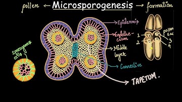 Microsporogenesis process | Sexual reproduction in flowering plants | Biology | Khan Academy