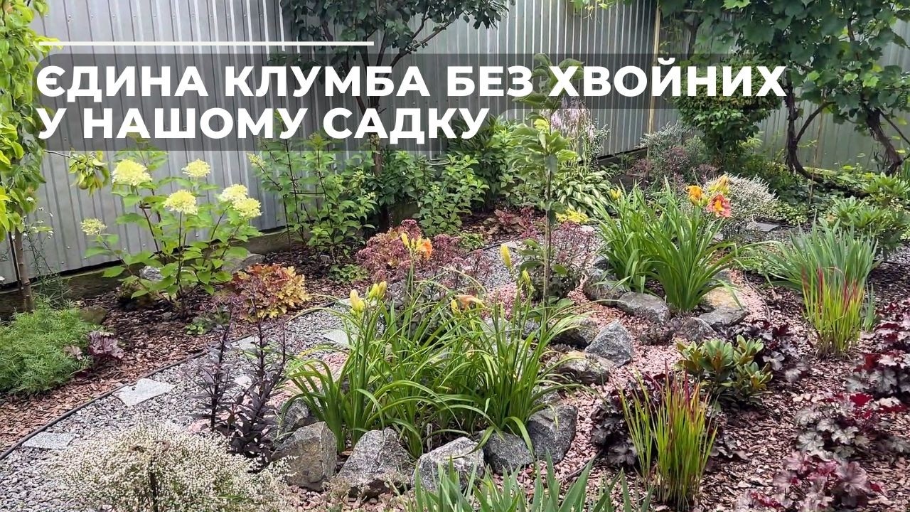 Єдина клумба без хвойних у нашому садку