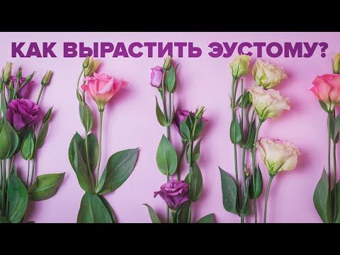 Video: Kako gojiti eustoma iz semen doma