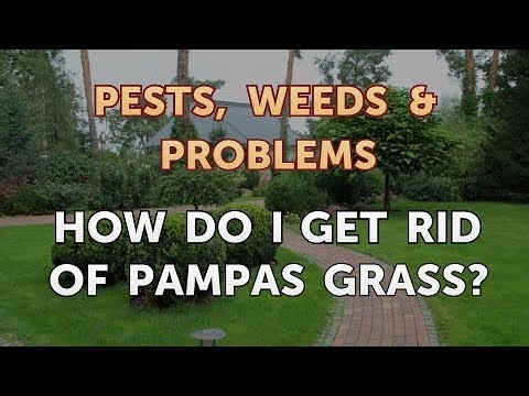 Video: Pampas Grass Plants - Come posso sbarazzarmi dell'erba di Pampas