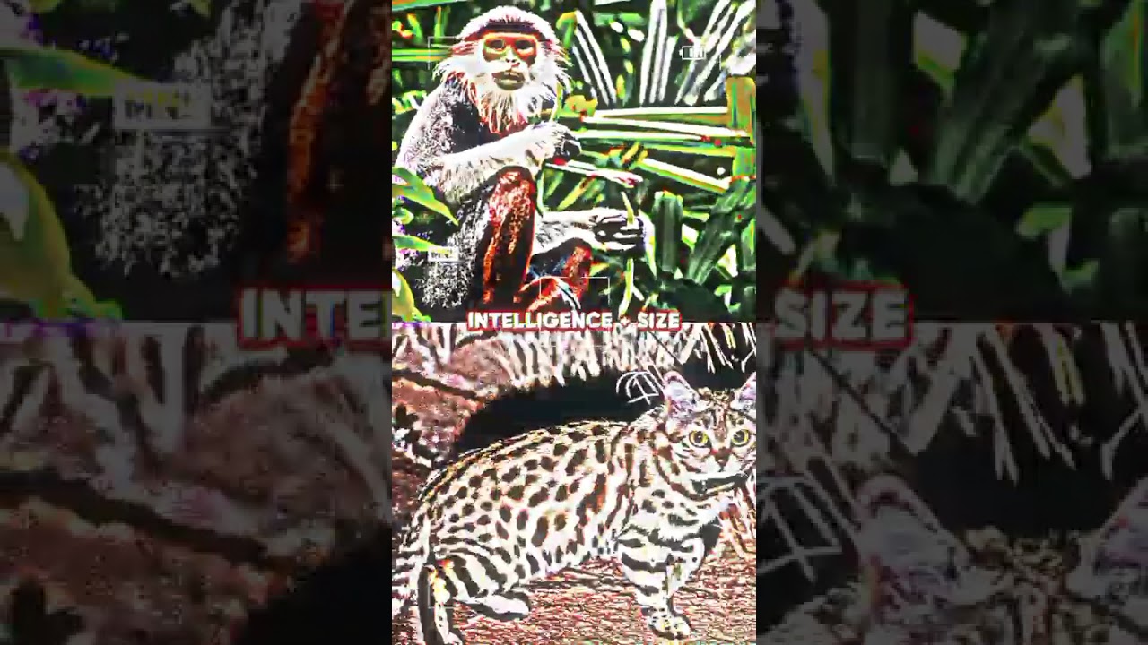 Red shanked douc vs Black-footed Cat