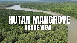 Hutan Mangrove Indonesia: Petualangan Drone Menakjubkan!