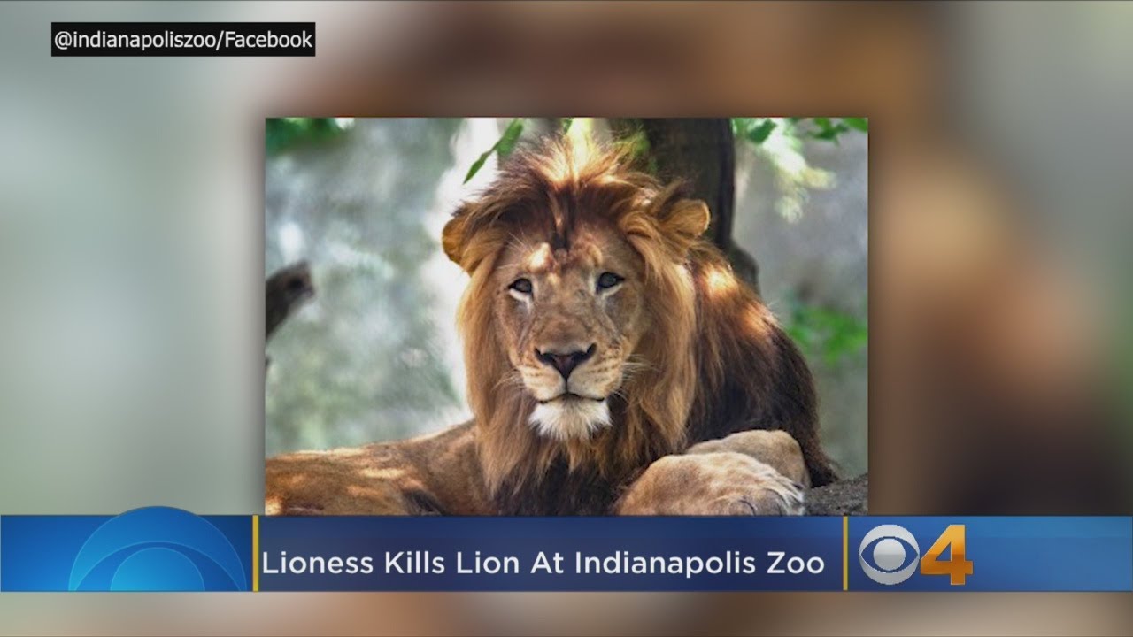 Lion At Indianapolis Zoo Killed By Mother Of Its Cubs YouTube