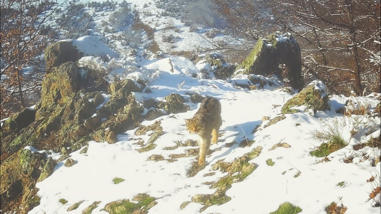 🐆⭐⭐MUHTEŞEM BİR YABAN KEDİSİ🌟🌟🐆 KURTLAR VE YABAN DOMUZLARI !