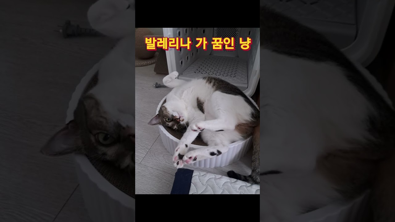 바비의냥일기