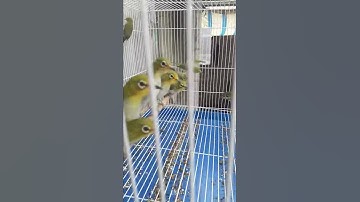 Tiếng chim khuyên non mới nhất của năm 2020