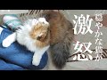 旅行で2日留守にした翌日怒りながら甘えてくる猫