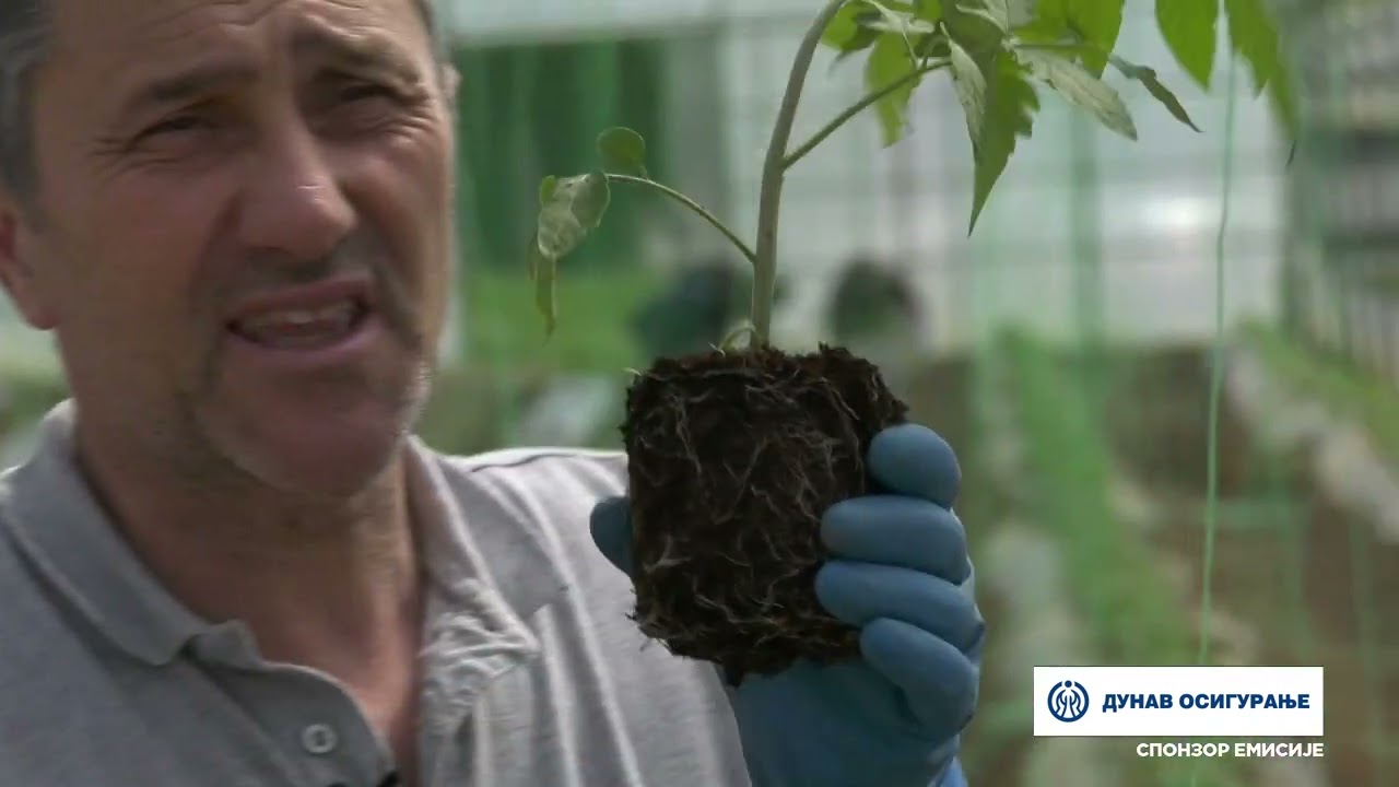 Imamo rešenje ep. 201 10.04.2023. Sadnja paradajza, rasad, ogledno dobro, Radmilovac