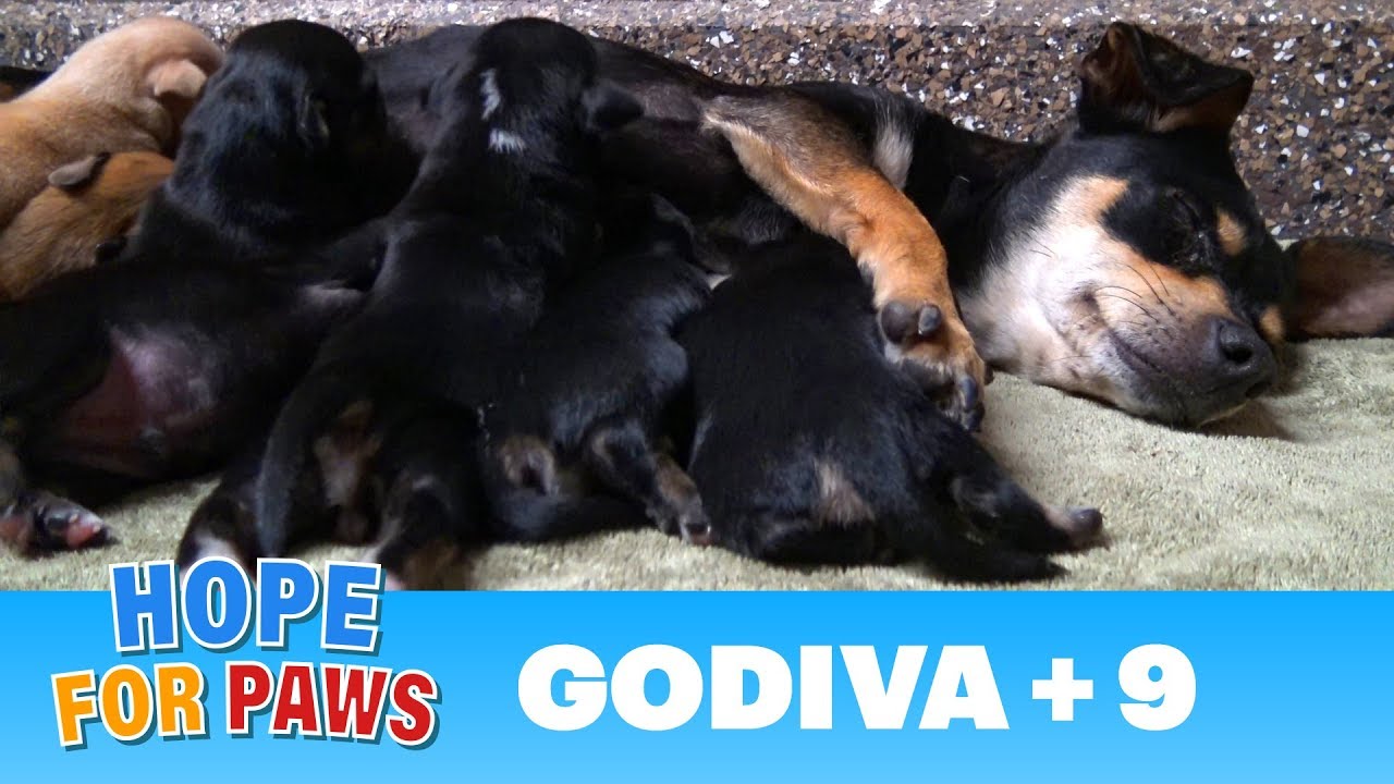 A stray dog walked into a yard and gave birth to 9 puppies.  Watch for the PIG at the end  :-)