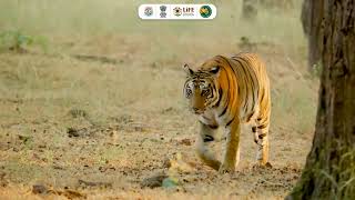 India for Tigers | Global Tiger Day 2026 | A Conservation Success Story 