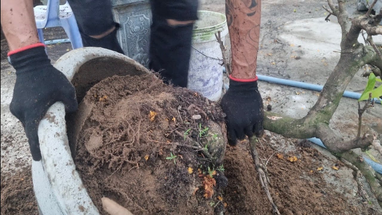 Cách sử lý trồng lại cây mai giáng long bình định giúp cây phát triển tốt