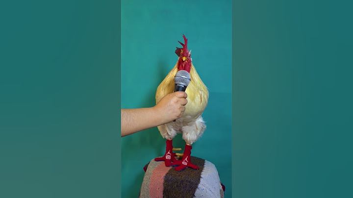 este gallo canta otro nivel #gallos #gallo #gallocantando #mascotas