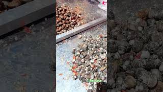 លៀសហាល  Cambodia sun dry calm ( Leas Hal ) cambodia shortvideo calm food snail dryfish eating