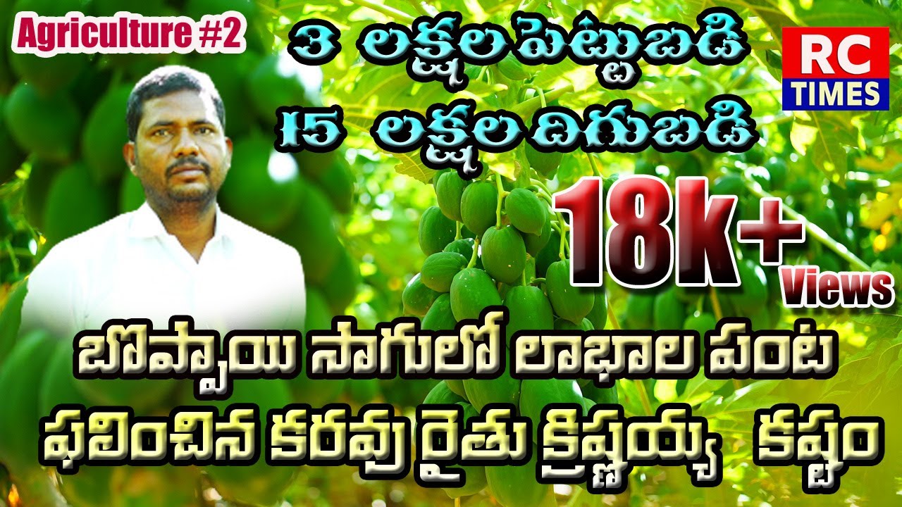 3 లక్షల పెట్టుబడి 15 లక్షల దిగుబడి||బొప్పాయి సాగులో లాభాల పంట||ఫలించిన కరవు రైతు క్రిష్ణయ్య కష్టం||😍