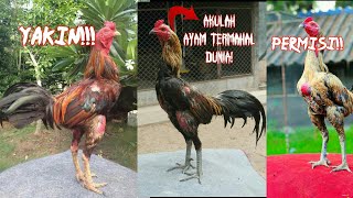 deretan ayam termahal di dunia!!