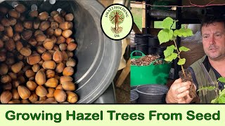 Growing Hazel Trees from Seed