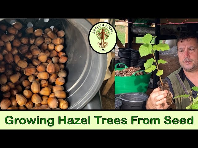 Growing Hazel Trees from Seed class=