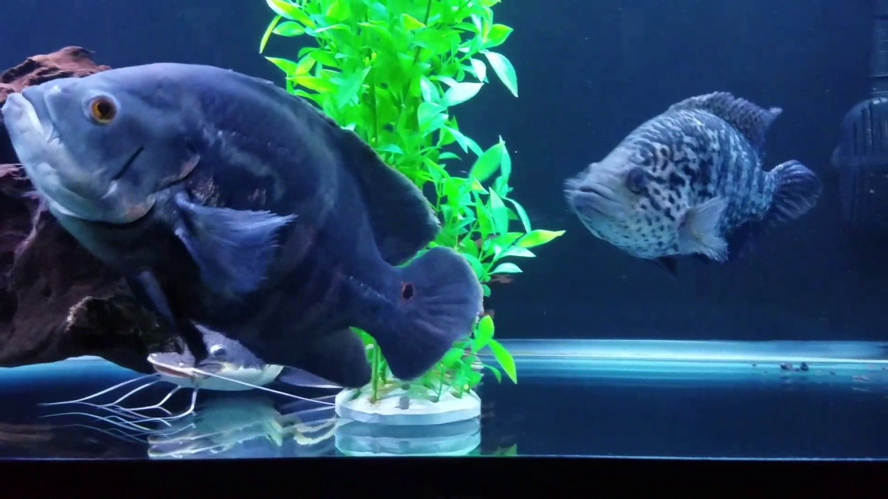 Update on the 220gallon predator tank!  January 2017!