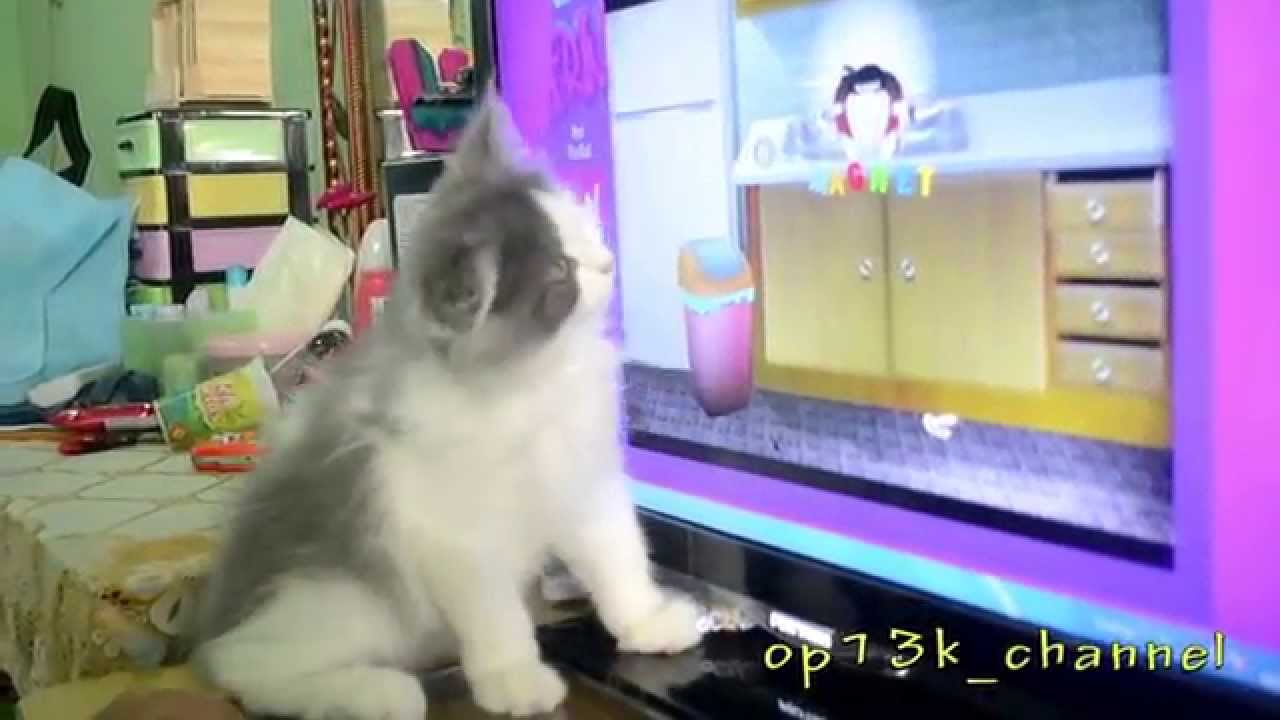 Funny Video Cat And Tv Video Lucu Kucing Nonton Main Game YouTube