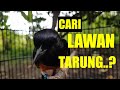 Pancing Gacor Murai Batu Sore Hari Saat Matahari Mulai Tenggelam Mp3 - Mp4 Download