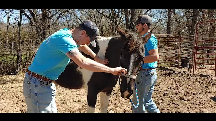 Horse with back pain gets an Equine Chiropractor  ...