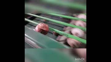 ONION GRADING MACHINE BY SHASHI OVERSEAS +91-9416995445