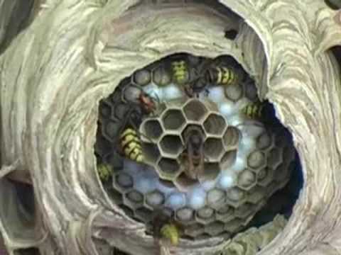 European Hornet Nest with founding Queen in center! - YouTube