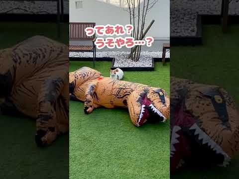 もちろん協力してくれるやんな？好感度アップ…【おしゃべりする猫】 #Shorts