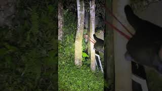 Download Lagu 🔴 Explore Hotel Gunung Salak Terbengkalai | Sang Adipati MP3