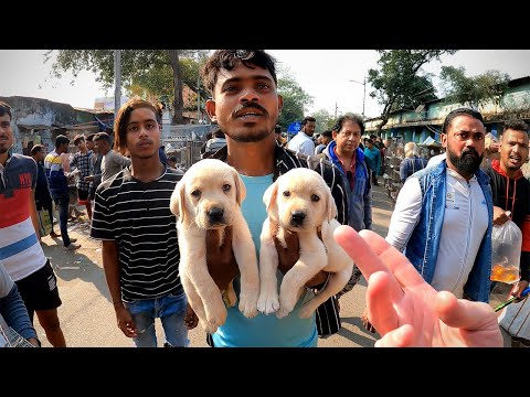 Exploring Kolkata's Massive Pet Market 🇮🇳