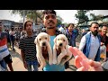 Bargaining for pets on the streets of kolkata 