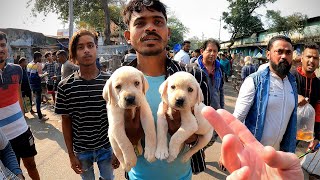 Massive Pet Market on the Streets of Kolkata 🇮🇳 screenshot 5