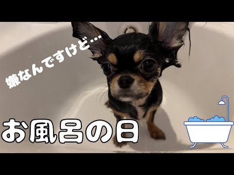 子犬のチワワのお風呂！！それを見守る先輩犬#フレンチブルドッグ #キャバリア #チワワ #多頭飼い #いぬ