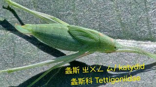 螽斯 ㄓㄨㄥ ㄙ/ katydid