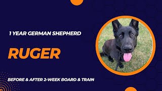 Ruger 1 year German Shepherd. 2 week Board & Train before & after.