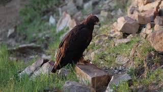 Making of the Golden Eagle movie by: Steve Chindgren