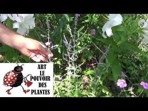 Vidéo: Plantes de sauge russe en pot - Comment prendre soin de la sauge russe dans un récipient