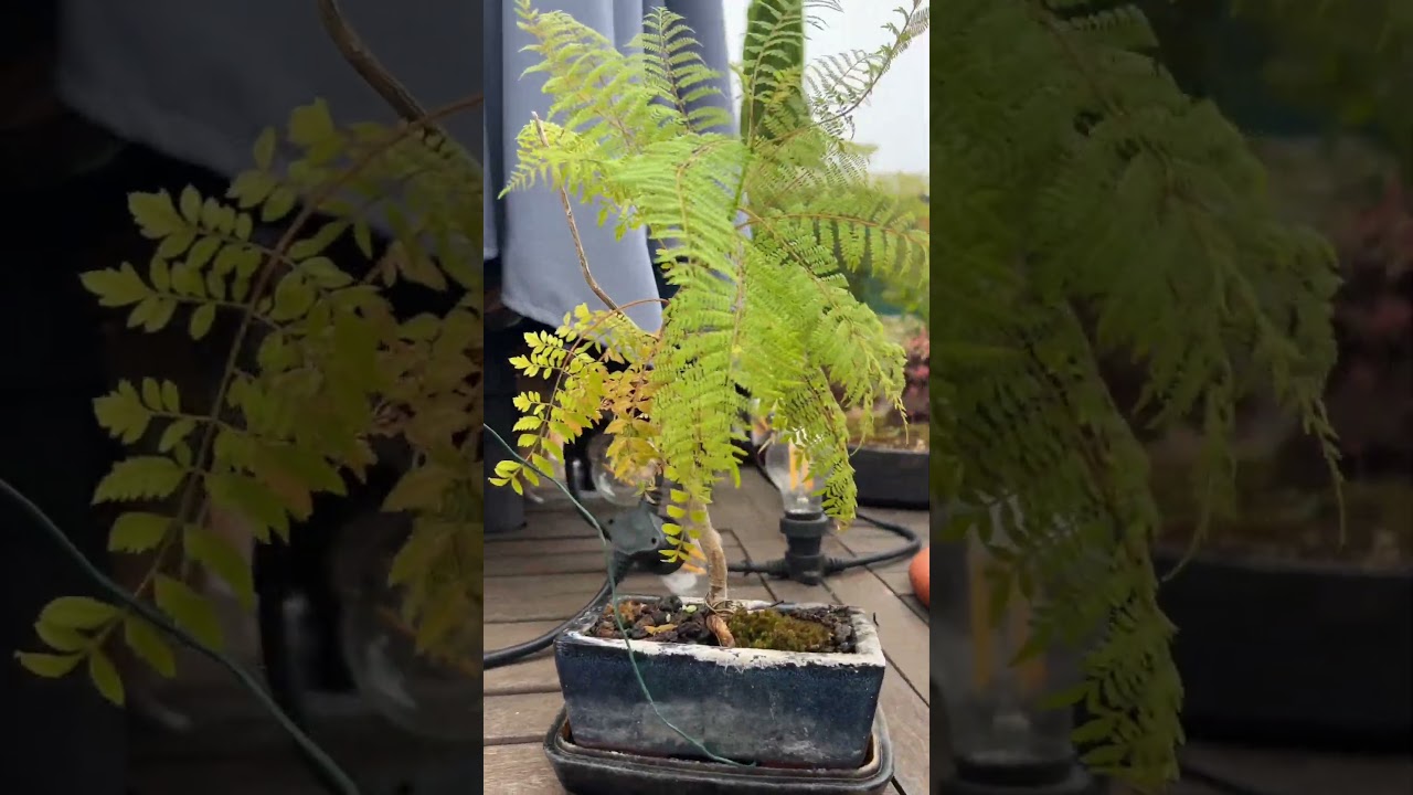 #bonsai