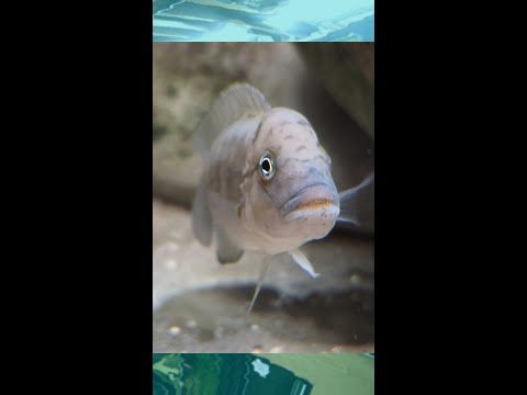 Telmatochromis Temporalis Shell Dwelling African Cichlid from Lake Tanganyika