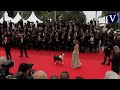 Los perros, las nuevas estrellas del Festival de Cannes