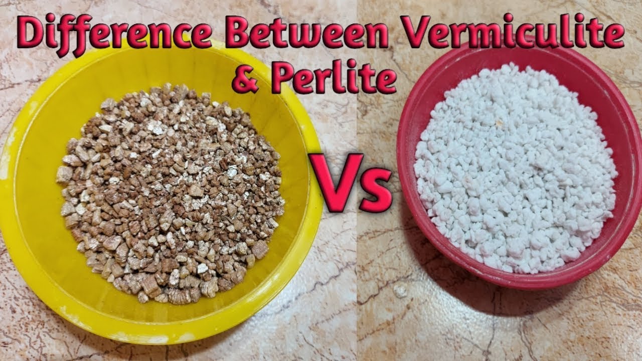 Perlite Vs Vermiculite Best Hydroponic medial What is