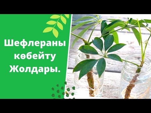 Video: Сары кызгылт көк (23 сүрөт): Saintpaulia Mellow сары, AB-розанын жана башкалардын жабык сортторунун сүрөттөлүшү