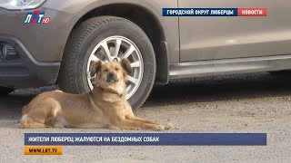 Жители Люберец жалуются на бездомных собак Жители Люберец жалуются на бездомных собак